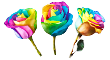 rainbowrose-image